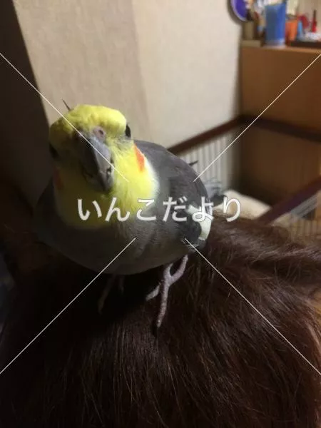 保護鳥の写真