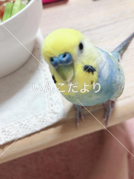 迷い鳥の写真