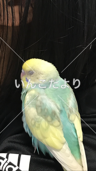 迷い鳥の写真