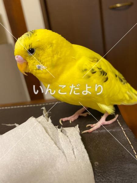 迷い鳥の写真