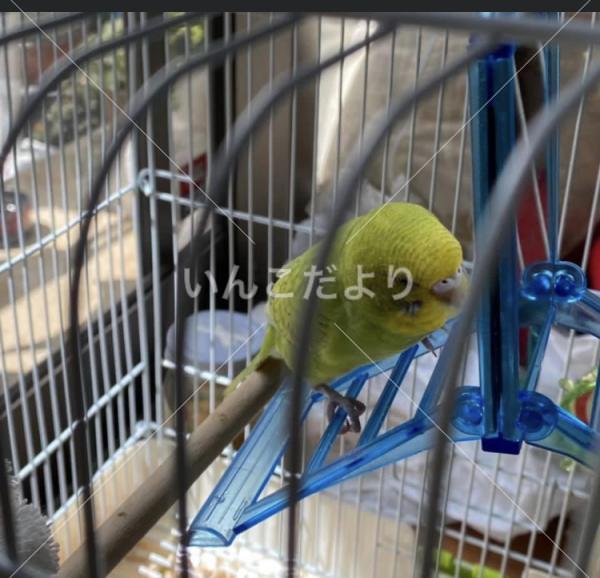 迷い鳥の写真