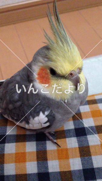 迷い鳥の写真