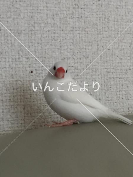 迷い鳥の写真