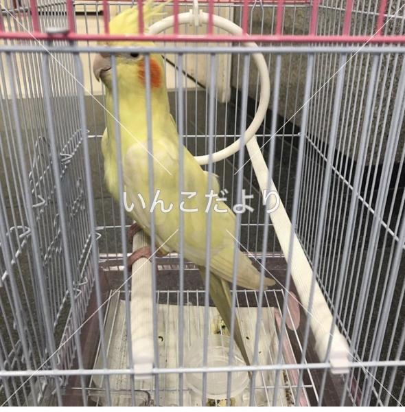 保護鳥の写真