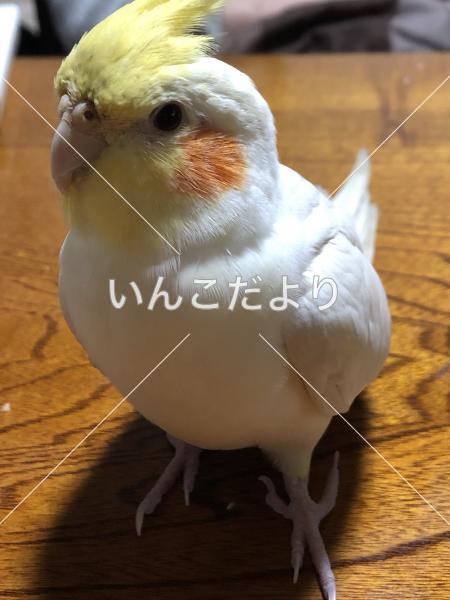 迷い鳥の写真