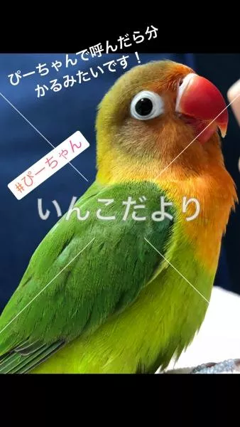 迷い鳥の写真