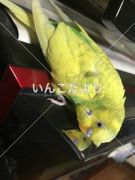 迷い鳥の写真