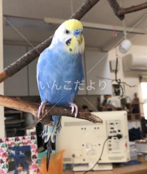 迷い鳥の写真