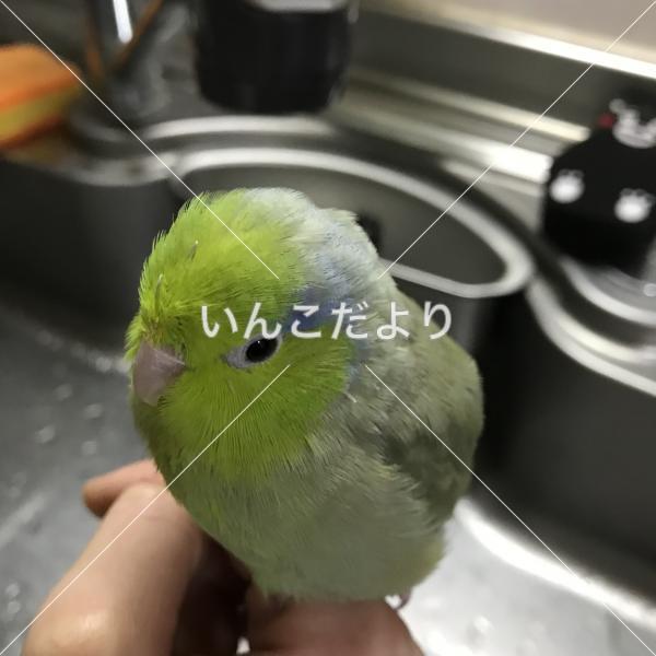 迷い鳥の写真