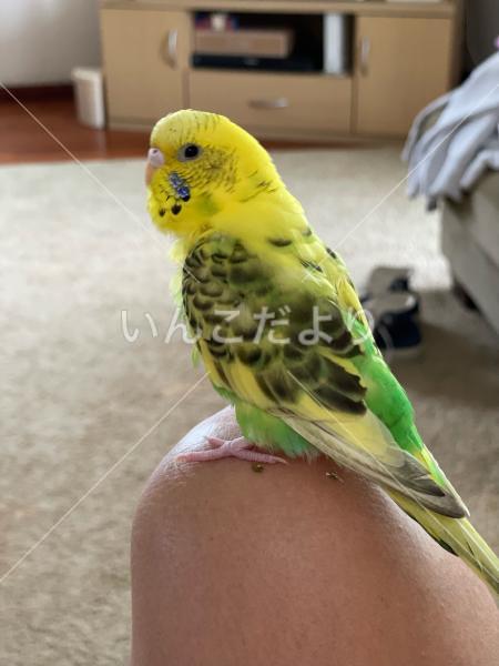 迷い鳥の写真