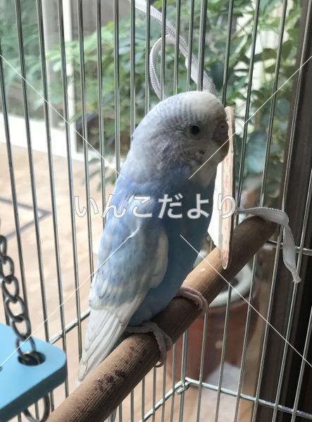 迷い鳥の写真