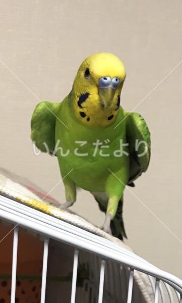 迷い鳥の写真