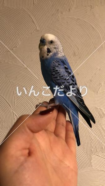 保護鳥の写真