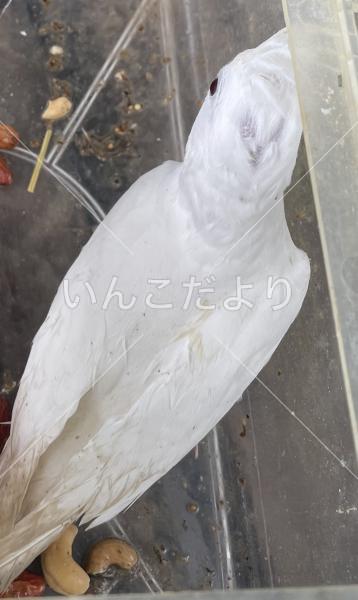 迷い鳥の写真