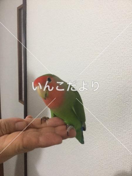 迷い鳥の写真