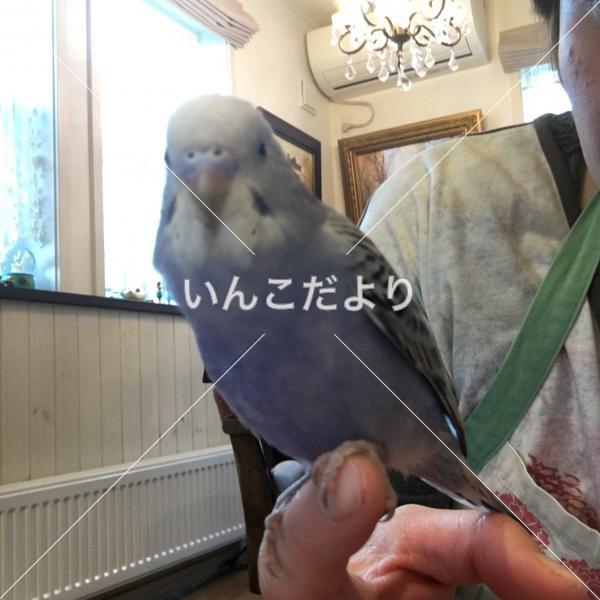 迷い鳥の写真