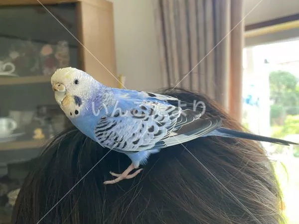 保護鳥の写真