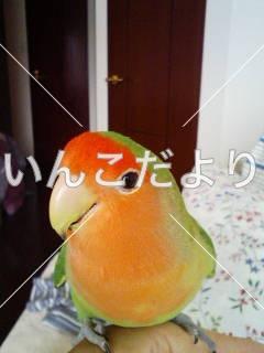 迷い鳥の写真