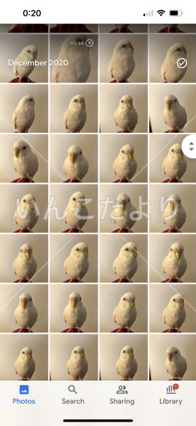 迷い鳥の写真