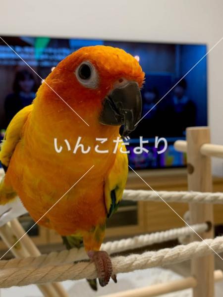 迷い鳥の写真