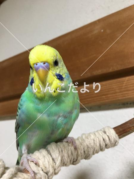 迷い鳥の写真