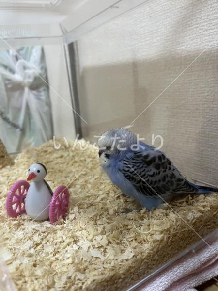迷い鳥の写真