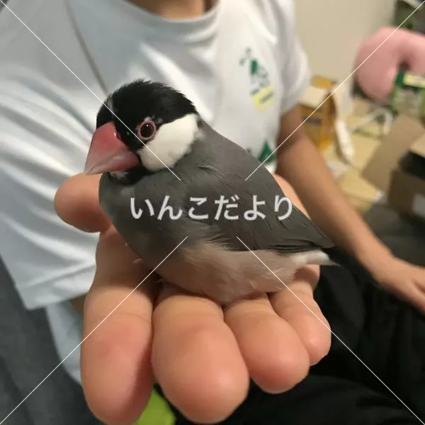 迷い鳥の写真