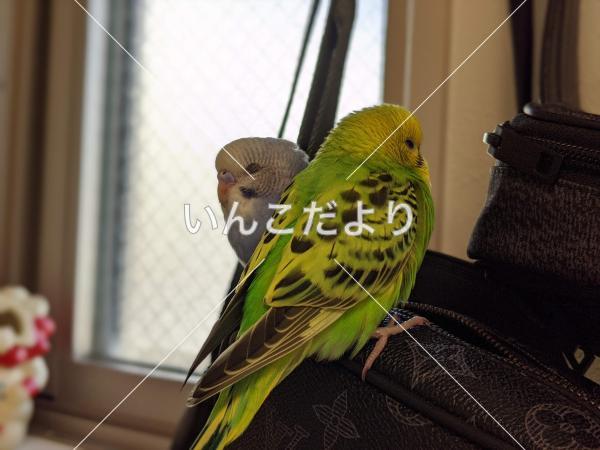 迷い鳥の写真