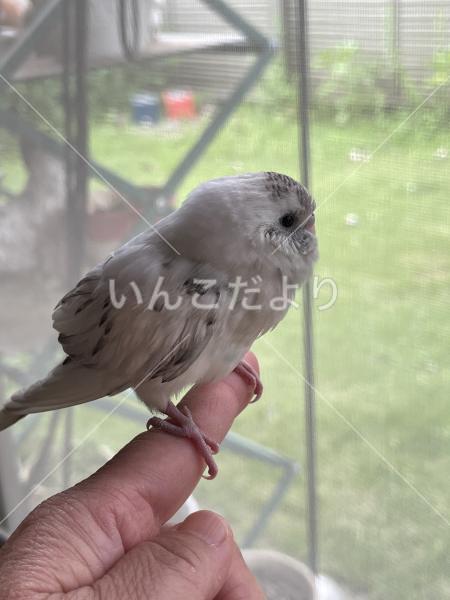 保護鳥の写真