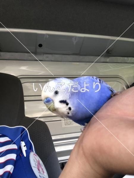 保護鳥の写真