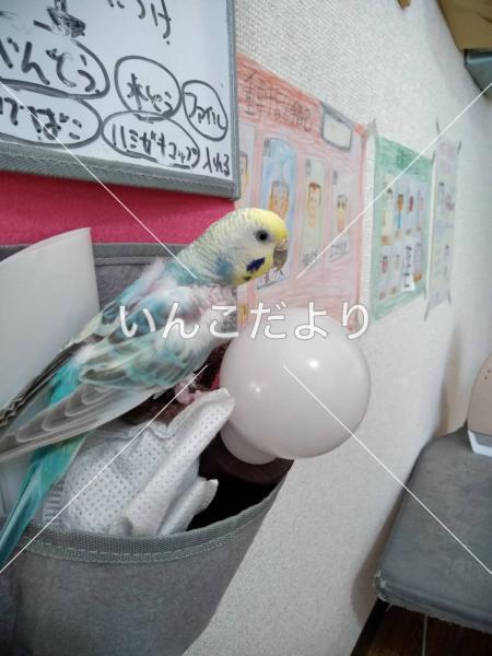 迷い鳥の写真