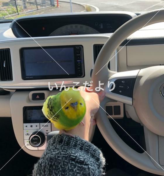 保護鳥の写真