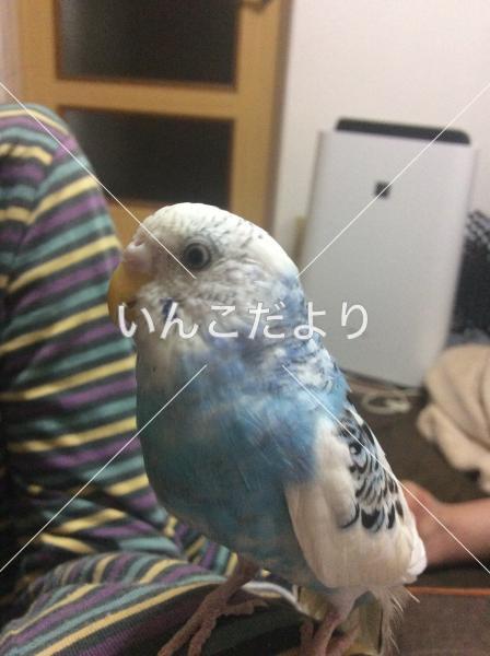 迷い鳥の写真