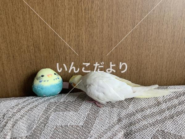 迷い鳥の写真