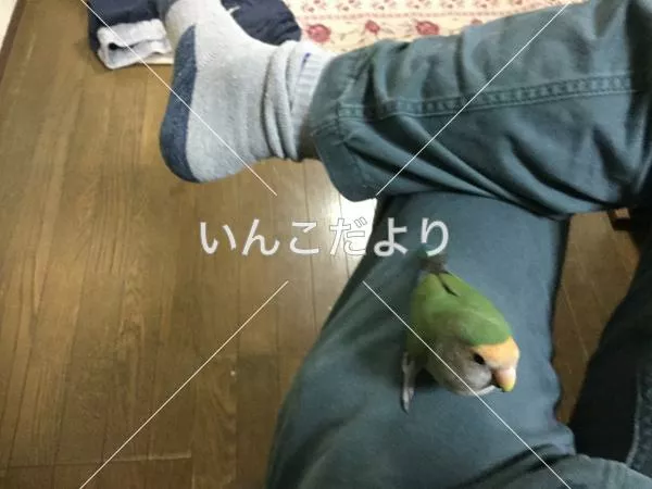 迷い鳥の写真