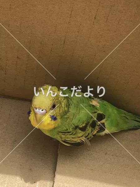 保護鳥の写真