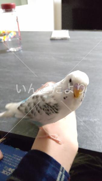 迷い鳥の写真