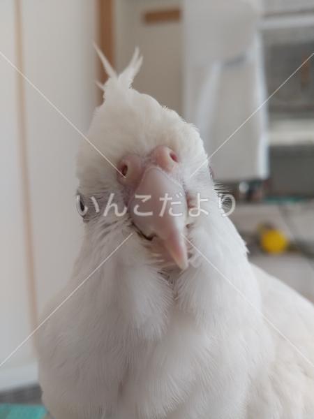 迷い鳥の写真