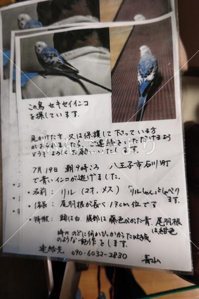 迷い鳥の写真