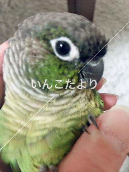 迷い鳥の写真