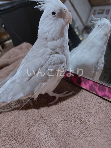 迷い鳥の写真
