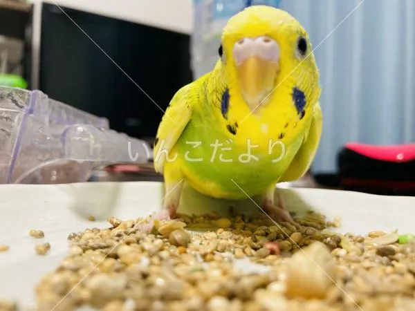 保護鳥の写真