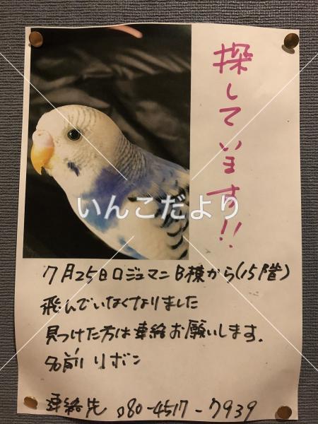 迷い鳥の写真