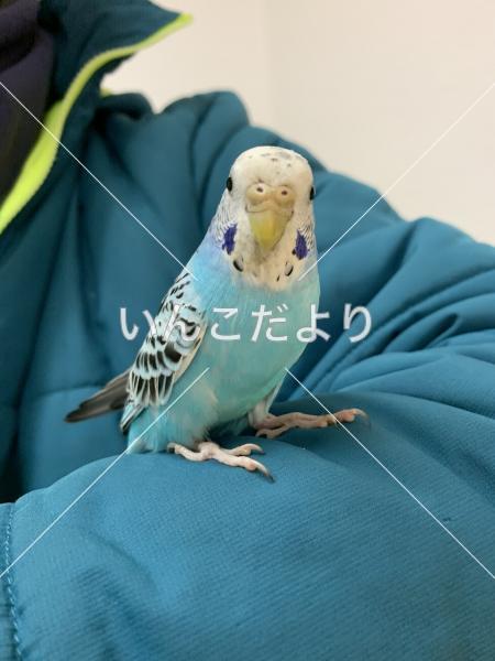 迷い鳥の写真