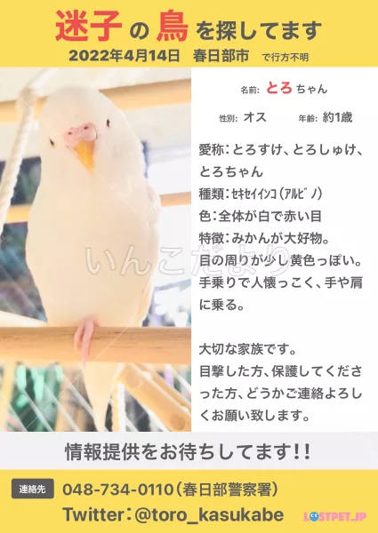 迷い鳥の写真