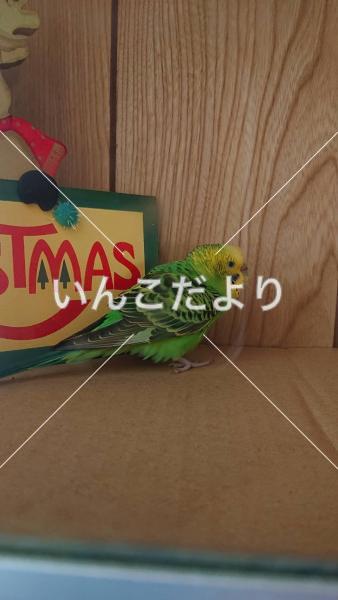 保護鳥の写真
