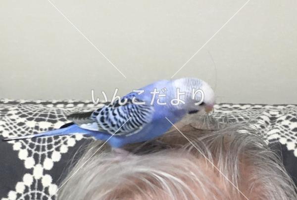 迷い鳥の写真