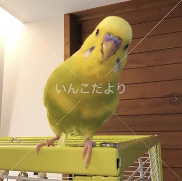 迷い鳥の写真