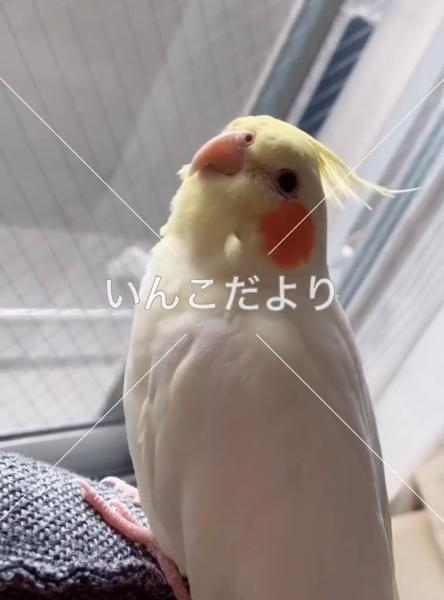 迷い鳥の写真