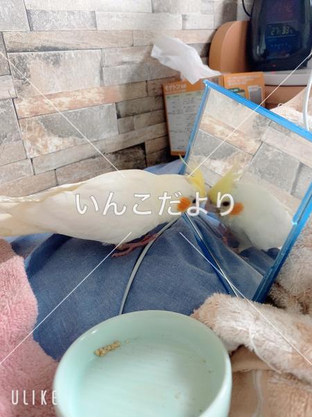 迷い鳥の写真